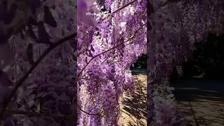 Purple Chinese wisteria Wisteria sinensis in Adelaide Botanic Gardens flowers wisteria [upl. by Alecia]