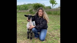 Sheep Showmanship Demonstration [upl. by Emolas]