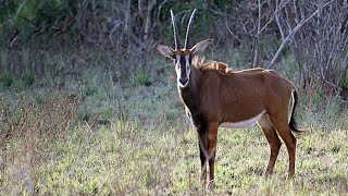 Sable Antilopes Hippotragus niger of the Shimba Hills Kenya [upl. by Hacceber]