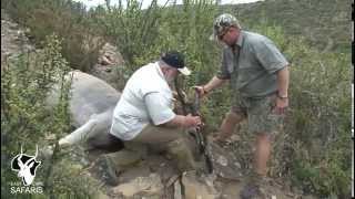 Eland hunt with East Cape Safaris [upl. by Berners]