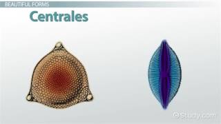 Diatoms Definition Characteristics [upl. by Alexander]