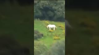 Real Unicorn caught on camera 😯🦄 shorts unicorn strangespotting [upl. by Maribel]