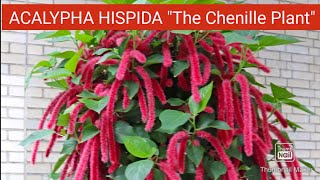 How to Grow and Care Acalypha HispidaChenille Plant  Propagation of Acalypha Hispida Plant [upl. by Danica]