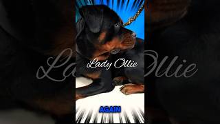 Pregnancy In Female Dogs And Rottweiler’sPregnancy Complications amp Updates shorts rottweiler [upl. by Edlyn]