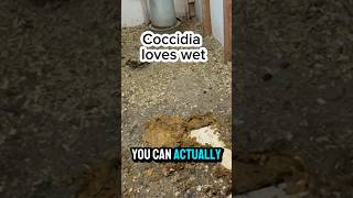 How to PREVENT coccidiosis in backyard chickens [upl. by Livia]