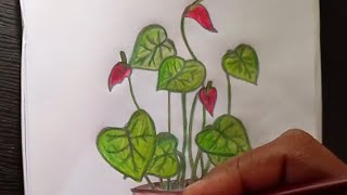 Drawing Anthurium Flowers pot 🍲🍯drawing Nithshanart [upl. by Yrac]