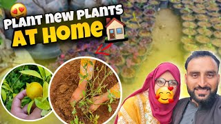 Plant 🪴 new plants at home 🏡  kashmir Beauty [upl. by Storer]