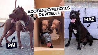 Adotei filhote de Pitbull  O dia que fui adotado  Filhotes de Pitbull  Iron Pitbull [upl. by Scheck362]