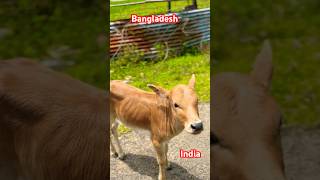 Talking to a calf at India Bangladesh Border in tamil  india bangladesh border kailashahar [upl. by Rooke]