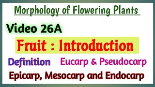 Fruits Introduction  Introduction to Fruit  Morphology of Flowering Plants  Parts of Fruit [upl. by Chavez]