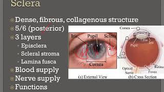 Sclera Eye Lectures [upl. by Yves]