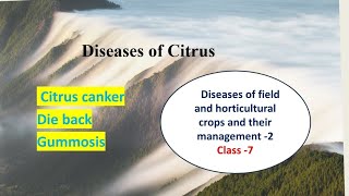 Diseases of Citrus  Citrus canker Gummosis and Die back  Hindi Explanation [upl. by Dnomed770]