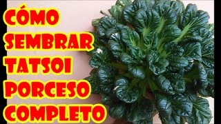 CULTIVO DEL TATSOI Brasica narinosa  quotPROCESO COMPLETOquot [upl. by Murage]