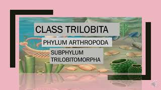 Class Trilobita Phylum ArthropodaP4phylum [upl. by Yrokcaz]