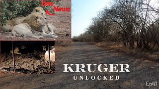 Lion News amp Weekly Updates Pride of Lions Escapes KNP amp Blondie Found with Younger Vurhami Males [upl. by Alaster614]