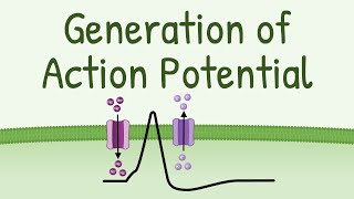 Generation of Action Potential  How Action Potential is Generated in neurons muscles etc [upl. by Sterling674]