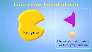 Enzyme Inhibition Competitive vs NonCompetitiveAllosteric [upl. by Apurk]