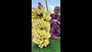 Banana Ripening process 🍌  வாழைப்பழம் பழுக்க வைக்கும் முறை 🍌 [upl. by Fitzgerald110]