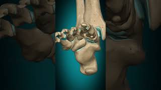 Metatarsophalangeal joint interphalangeal joint of foot flexion extension footjoint joint [upl. by Anhoj353]