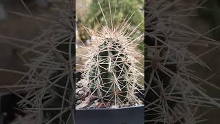 Echinocereus coccineus kaktusy cactus [upl. by Hevak]