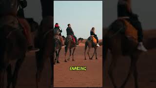 Why do camels have humps [upl. by Reham]