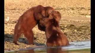 Brutal Grizzly Fight at Whale Carcass Alaska [upl. by Annaigroeg700]