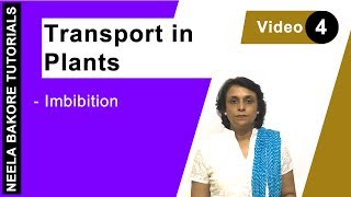 Transport in Plants  NEET  Imbibition  Neela Bakore Tutorials [upl. by Gilleod]