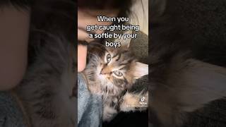 His face at the end😂😂 famouscat kitten funnymemes cuteanimals relationship married catlover [upl. by Anemolif]