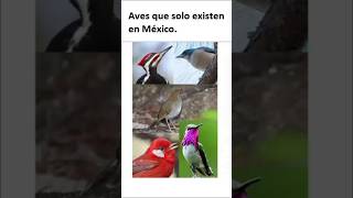 Cinco especies de aves que existen solo en México especies nativas méxico cosasdemexicanos [upl. by Aiuqal]