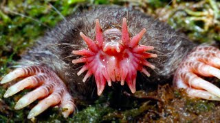 20 Weird Animals That Will Give You Chills [upl. by Cressy131]