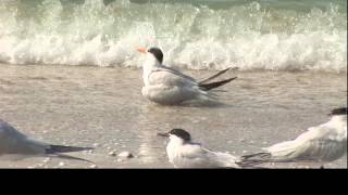 Bird Watching with Subtitles  Sanibel Island 1  Bird Bath [upl. by Oremodlab]