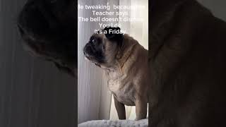 Screaming pug memes pug [upl. by Ybok]