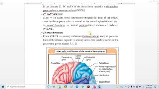 16 Anterolateral System Ventral spinothalamic tracts [upl. by Turro]