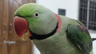 Parrot live Petshome [upl. by Norvan]