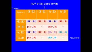 Problème de génétique BACconcours de médecine Deux gènes indépendants cas dun gène est létal [upl. by Nannek]