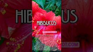 The Most Powerful Plants According to Witchcraft Hibiscus [upl. by Booth]