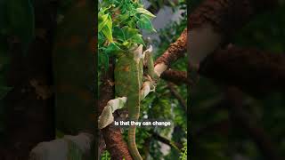 Can a Chameleon Really Change Into ANY Color🦎🌈 [upl. by Aneri]