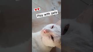 Fun Moments Playing with Adorable Pets 🐾 memes shorts [upl. by Kcirted240]