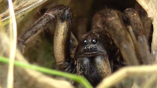 Trapdoor Spider with Egg Sac [upl. by Esinaej613]