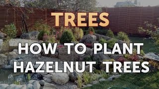 How to Plant Hazelnut Trees [upl. by Anitsirhc]