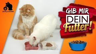 🔥Warum klauen Katzen Futter Katze frisst der anderen alles weg  Futterneid [upl. by Zacharia]