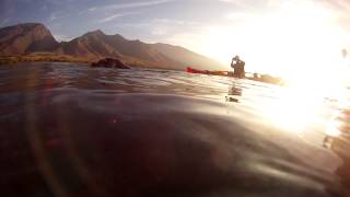 Hawaiian Monk Seal swam up to our Outrigger Canoe on Whale watch snorkel tour Maui Hawaii [upl. by Aicetel97]