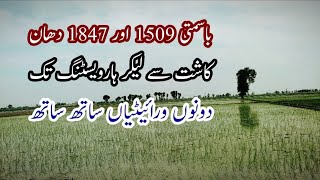 Two Varieties of Basmati  باسمتی 1509 اور باسمتی 1847  basmatirice cultivation babarvlogs [upl. by Cathrine138]