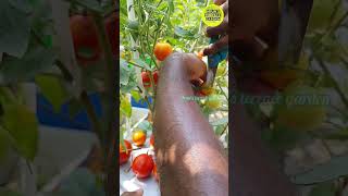 கீரை bag ல் தக்காளி  TOMATO 🍅 HARVESTING  ORGANIC ROOFTOP VEGETABLE  தக்காளி அறுவடை  மாடிதோட்டம் [upl. by Clere]