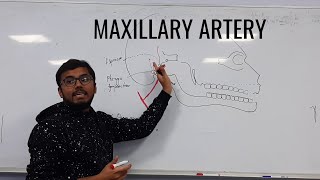 Maxillary artery [upl. by Gnart688]