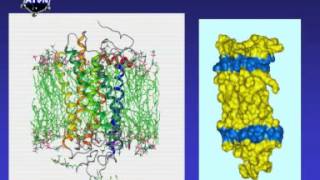 RODOPSYNA Receptory GPCR opioidowe [upl. by Vilberg]