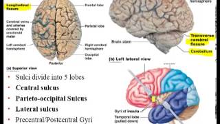 Chapter 12 Lecture A Brain Ventricles Cerebral White Matter [upl. by Htir]