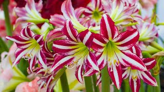 How to Plant Indoor Amaryllis Winter Garden Guide [upl. by Reeta]