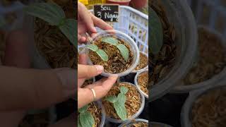 Growing luffa from seeds is simple gardening [upl. by Willie225]