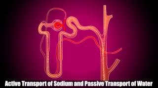 Reabsorption in Distal Convoluted Tubule [upl. by Attelra]